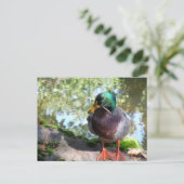 Mallard in het Briefkaart Boise (Staand voorkant)