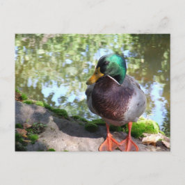 Mallard in het Briefkaart Boise