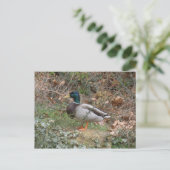 Mallard in Regent's Park Briefkaart (Staand voorkant)
