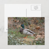 Mallard in Regent's Park Briefkaart (Voorkant / Achterkant)