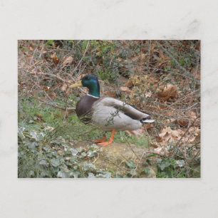 Mallard in Regent's Park Briefkaart