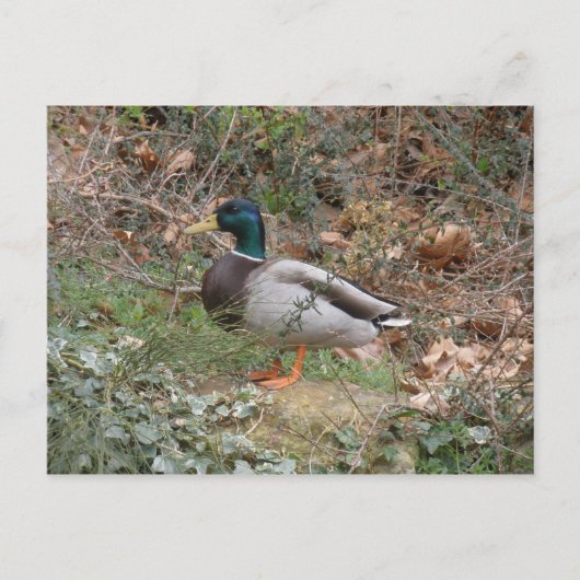 Mallard in Regent's Park Briefkaart (Voorkant)