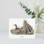 Mallard, John Audubon Briefkaart (Staand voorkant)