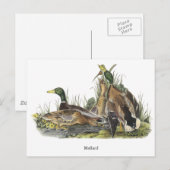 Mallard, John Audubon Briefkaart (Voorkant / Achterkant)