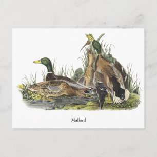 Mallard, John Audubon Briefkaart