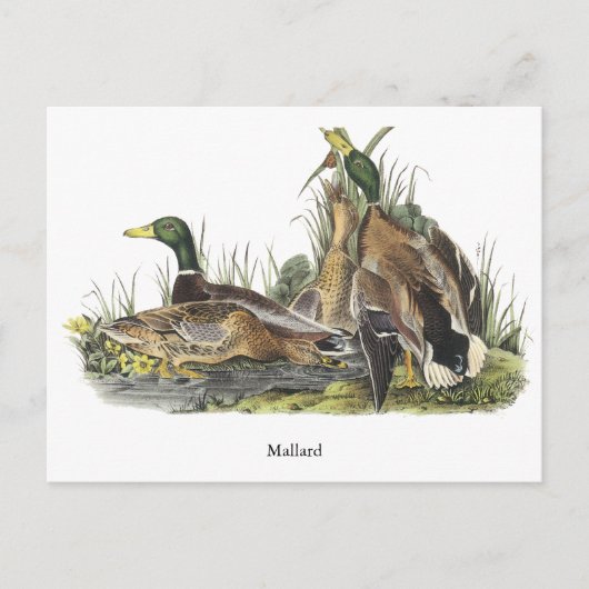 Mallard, John Audubon Briefkaart (Voorkant)