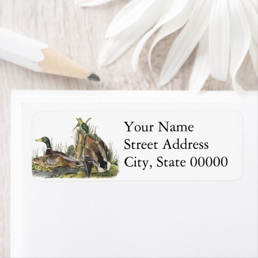 Mallard, John Audubon Etiket (Insitu)