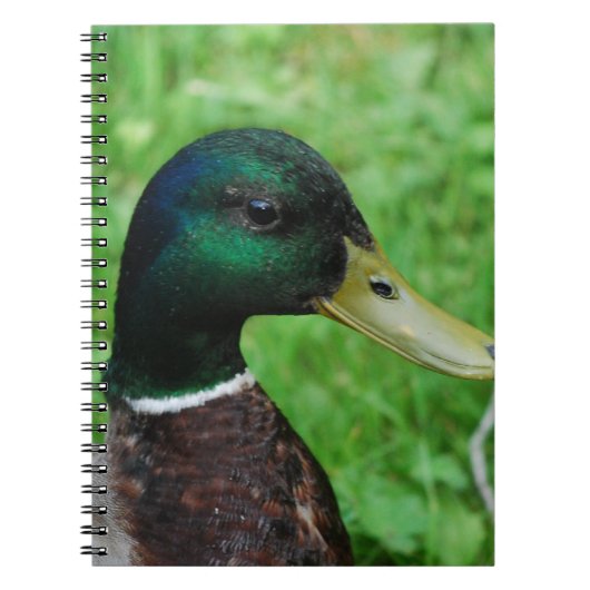 Mallard-laptop Notitieboek (Voorkant)