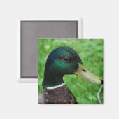 Mallard Magnet (Voorkant / Achterkant)