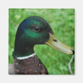 Mallard Magnet (Voorkant)