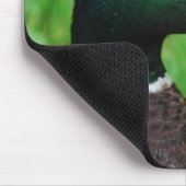 Mallard-Muismat Muismat (Hoek)