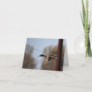 Mallard Note-Kaart Kaart