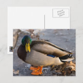Mallard op ijs briefkaart (Voorkant / Achterkant)