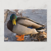 Mallard op ijs briefkaart (Voorkant)