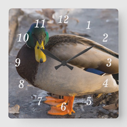 Mallard op ijsmuur klok (Voorkant)