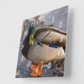 Mallard op ijsmuur klok (Hoek)
