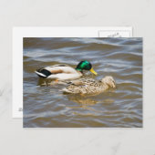 Mallard-paar Briefkaart (Voorkant / Achterkant)