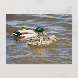 Mallard-paar Briefkaart