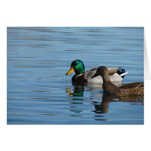 Mallard Pair (Voorkant Horizontaal)