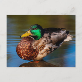 Mallard Portrait Briefkaart