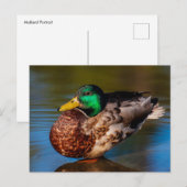 Mallard Portrait Briefkaart (Voorkant / Achterkant)