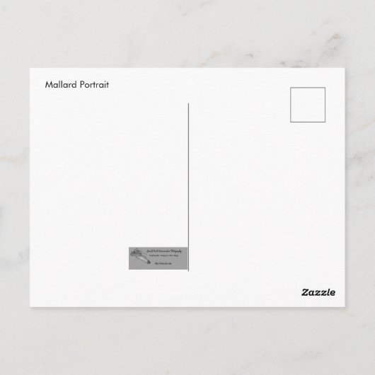 Mallard Portrait Briefkaart (Achterkant)