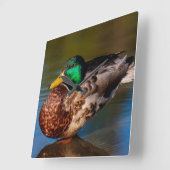 Mallard Portrait Vierkante Klok (Hoek)