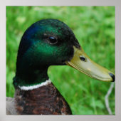 Mallard Poster (Voorkant)