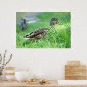 Mallard Poster (Keuken)