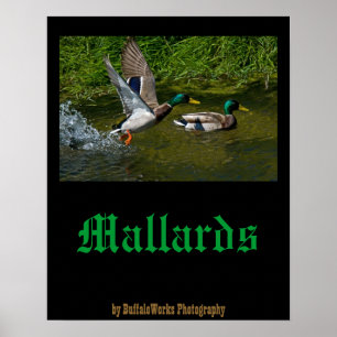 Mallard-startPoster Poster