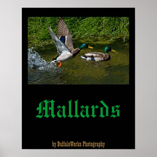 Mallard-startPoster Poster (Voorkant)