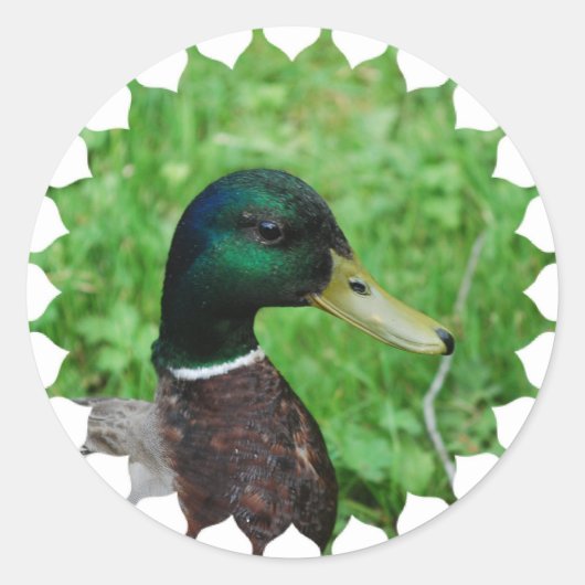 Mallard-Stickers Ronde Sticker (Voorkant)