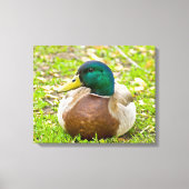 Mallard the Duck Canvas Afdruk (Voorkant)