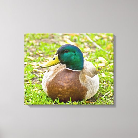 Mallard the Duck Canvas Afdruk (Voorkant)