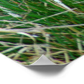 Mallard toen ze haar eieren incubeerde poster (Hoek)