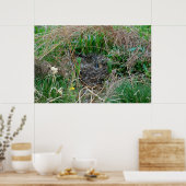 Mallard toen ze haar eieren incubeerde poster (Keuken)