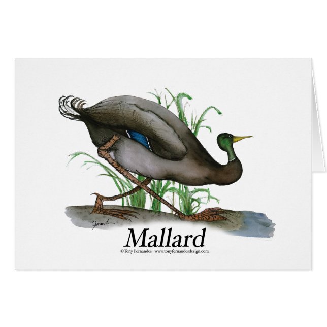 mallard, tonifernandes (Voorkant Horizontaal)