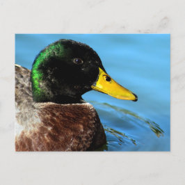 Mallard Up Close Briefkaart