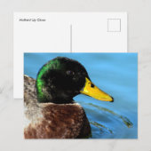 Mallard Up Close Briefkaart (Voorkant / Achterkant)
