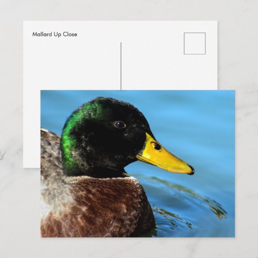 Mallard Up Close Briefkaart (Voorkant / Achterkant)