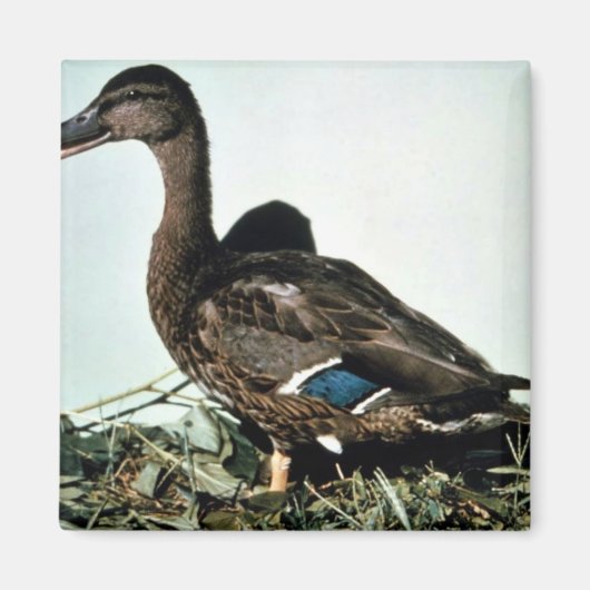 Mallard-Vrouw Magneet (Voorkant)