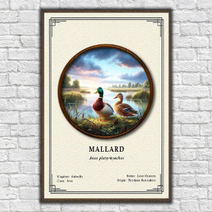 Mallard Zoölogie Serie Poster