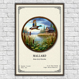 Mallard Zoologie Serie Poster