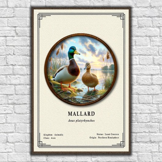 Mallard Zoölogie Serie Poster