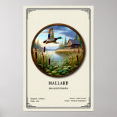 Mallard Zoologie Serie Poster (Voorkant)