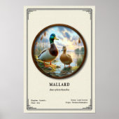 Mallard Zoology Series Poster (Voorkant)