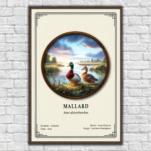 Mallard Zoology Series Poster
