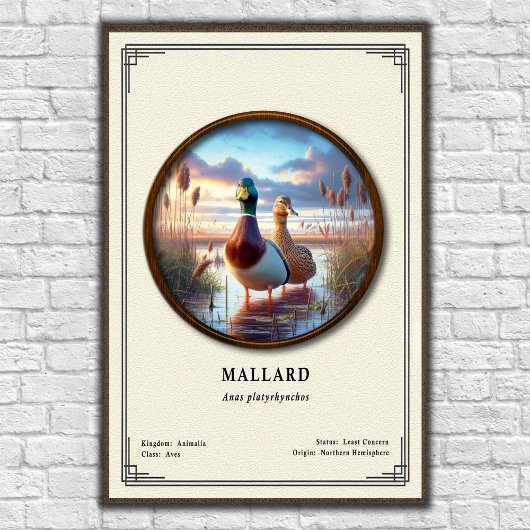 Mallard Zoology Series Poster