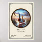 Mallard Zoology Series Poster (Voorkant)