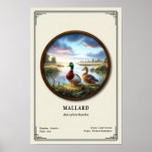 Mallard Zoology Series Poster (Voorkant)